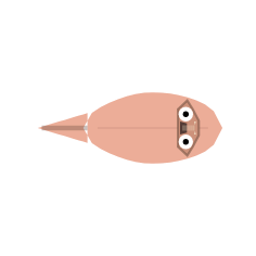 Feeding Mouth Shapes: Broad Grinder