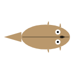 Front Leg Length: Short